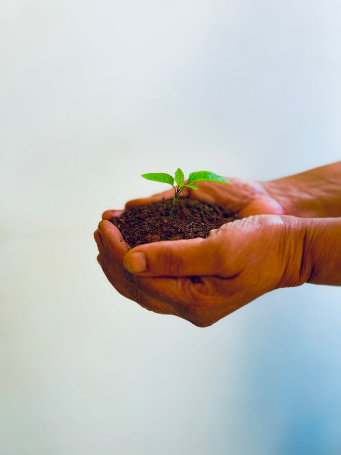 Close-up of hands holding a small seedling in soil, representing growth and sustainability.