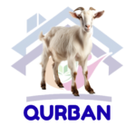 qurban
